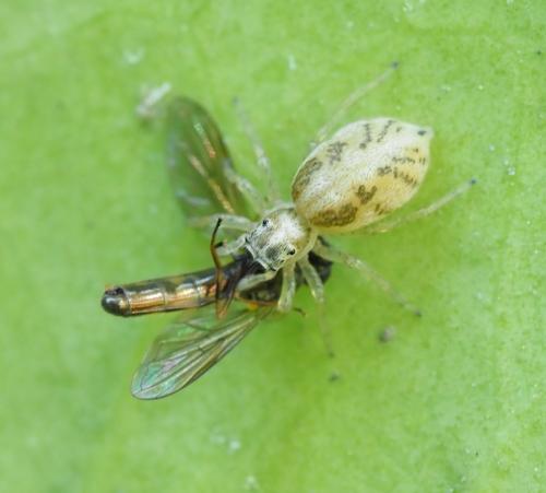 Phintella castriesiana